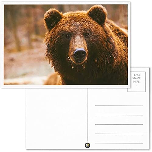 Best Paper Greetings 40 Pack Wild Animal Theme Postcards, 20 Designs