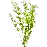 Canton Aquatics Water Sprite Lace Leaf Ceratopteris Thalictroide | Freshwater, Low-Medium Light