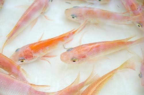 Live Aquaponics 20 Red Nile Tilapia Fingerlings, Aquarium, Garden Pond, Tank, Live Tropical Fish