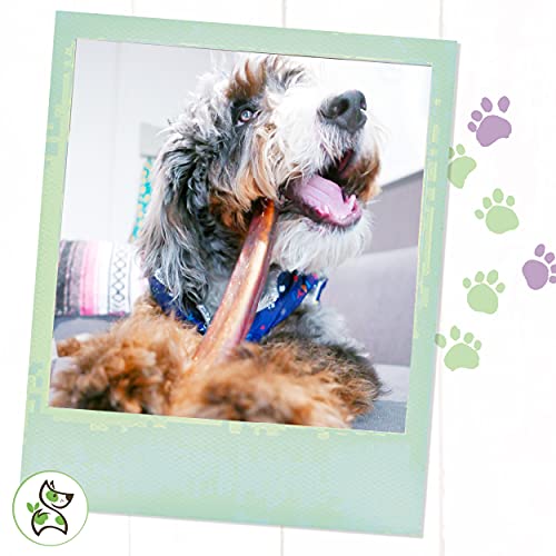 Nature Gnaws Extra Large Bully Sticks for Dogs Premium Natural Beef Dental Bones Thick Long