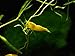 Aquatic Arts 10 Live Neon Yellow Shrimp (Neocaridina davidi - 1/2 to 1 Inch Long)