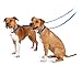 PetSafe Nylon Dog Leash – Strong, Durable, Traditional Style Leash with Easy to Use Bolt Snap – 3/4