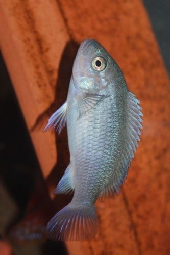 Cobalt Blue African Cichlid Metriclima Estherae Journal: Take Notes, Write Down Memories in this 150 Page Lined Journal