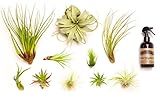 Hinterland Trading Air Plant Collector's Edition Set