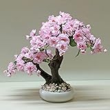30pcs Sakura Seeds Beautiful Cherry Blossom