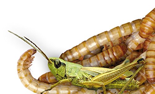 Erdtmanns Wild Bird Food PLUS Wilde vogelvoer plus, per stuk verpakt (1 x 800 g) - Afbeelding 4