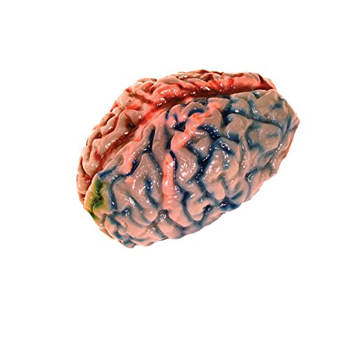 Scientific Explorer Disgusting Anatomy Brain