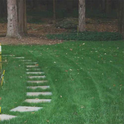 Outsidepride Legacy Fine Fescue Shade Tolerant, Soft, Turf, Lawn Grass