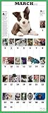 Image de The 365 Puppies-A-Year 2015 Wall Calendar