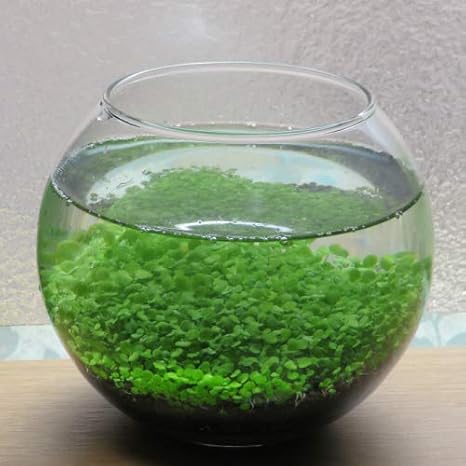 Amazon Co Jp 癒やされる水草栽培キット ガラス容器 ボタニカルソイル 水草の種セット 室内インテリア グラスリウム テラリウム ミニ観葉植物 Diy 工具 ガーデン