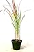 9GreenBox - Japanese Blood Grass - 4'' Pot