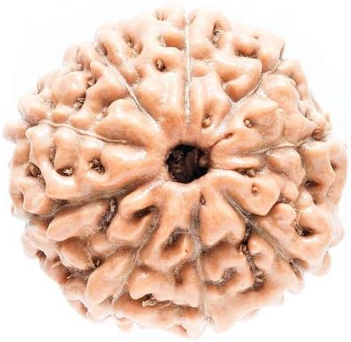 Certified 9 Mukhi Rudraksha (Brown)
