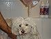 Healthy Clean Pet Dog Shampoo Whitening - Helps to Whiten Coat - Ideal for Dogs and Cats with White or Light Coats - Best Whitening Dog Shampoo - Leave Your Pet Smelling Fresh & Clean 16 oz