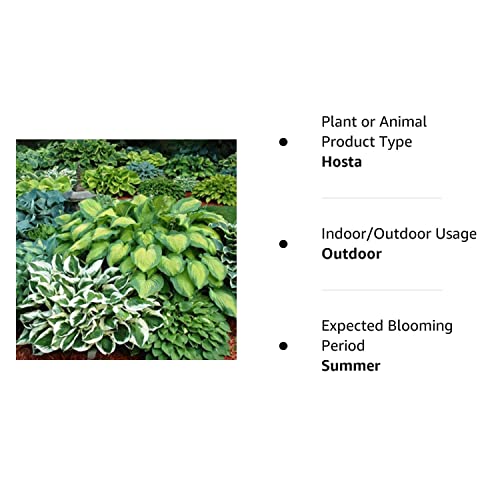 Mixed HeartShaped Hosta Bare Roots Rich Green Foliage, Low