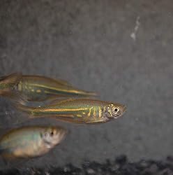 PGiant Danio