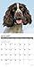 Just English Springer Spaniels 2019 Wall Calendar (Dog Breed Calendar)