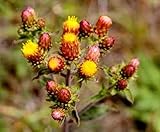 1/2 oz. SPIKENARD ROOT~HeRb~Love
