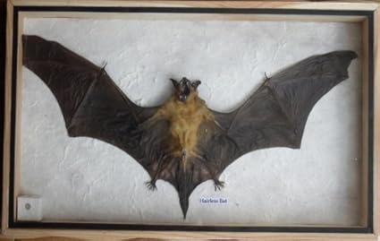 Taxidermia de insectos de murciélago sin pelo en caja de madera: Amazon.es: Amazon.es