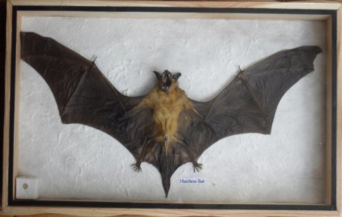 REAL HAIRLESS BAT Insect Taxidermy in wood box