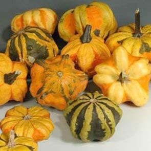 Amazon Co Jp Rgs144デイジーひょうたん カボチャpepo の10種 ホーム キッチン