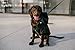 Ellie Dog Wear Charcoal Gray Adventure Zip Up Dog Hoodie with Hook & Loop Pockets and Adjustable Drawstring Hood - Extra Small to Extra Large. Comfortable & Versatile Dog Hoodies (M)