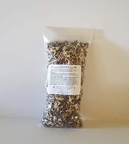 50 oz (APX 5000) Moringa Malunggay Drumstick Seeds - Paisley Farm and Crafts