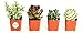 Shop Succulents | Portland Collection of Assorted Live Succulent Plants, Hand Selected Variety Pack of Mini Succulents in Moody Color Palette | Collection of 4