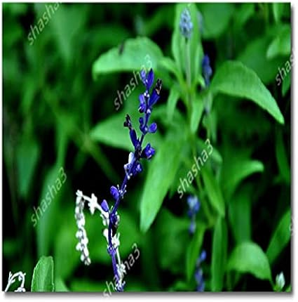 Amazon Co Jp 100のセージ盆栽バニラ香る花食用サルビアジャポニカ盆栽テラス鉢植えガーデニング花盆栽鉢植えの植物 2 ホーム キッチン