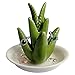 HOME SMILE Ceramic Aloe Tropical Ring Holder Dish for Jewelry, Engagement Wedding Ring Organizer Trinket Trays