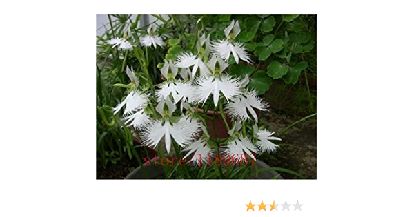Other Seeds Bulbs Japanese Radiata Plants White Egret Orchid Bonsai Flowers Garden V 100 Pcs Seeds Home Garden