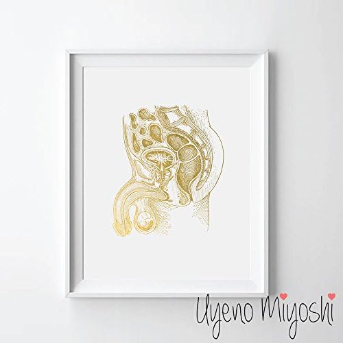 Male Reproductive System Gold Foil Art Print Anatomy Gold Print Male Pennis Anatomy Gold Wall Art Decor (08" x 10" UNFRAMED)