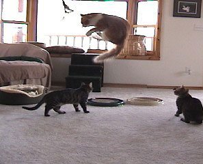 Da Bird Pull Apart Value Pack (1 Pull Apart Da Bird Pole Cat Toy & 2 Extra Guinea Feather Refills)