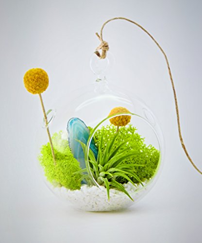 Bliss Gardens Air Plant Terrarium Kit 4 Bliss Gardens Air Plant Terrarium Kit 4