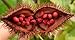 Los Patitos Achiote Paste from Costa Rica, 3.2 oz.