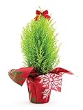 Burppe Decorative Tabletop Live Christmas Tree | 18