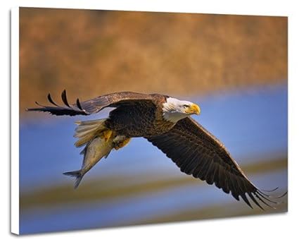 Amazoncom Bald Eagle Catching Fish Prints Artwork On Wood