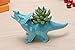 VanEnjoy Cute Cartoon Dinosaur Ceramic Succulent Planter, Water Culture Hydroponics Bonsai Cactus Flower Pot,Air Plant Vase Holder Desktop Decorative Organizer (Triceratops, Blue)