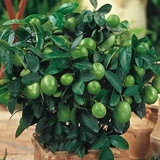 Amazon Sooggi 粒 レモンの種 シード 植物種子 ホームガーデン ファーム植栽 園芸 高い発芽率 簡単な栽培 家庭用 植物成長調整剤
