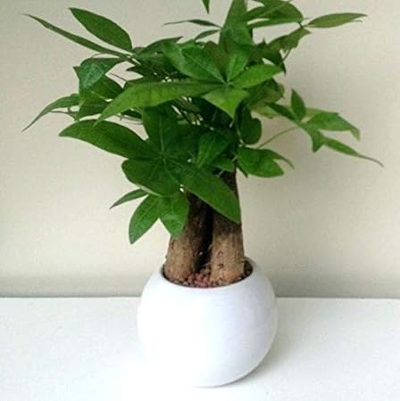 ExoticRarePlants Pachira Aquatica Bonsai Thick Money Tree Trunk