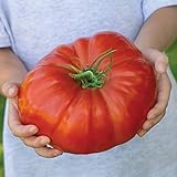 Burpee SteakHouse' Hybrid Large Beefsteak Tomato, 25 Seeds