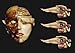 The Anatomical Venus /anglais