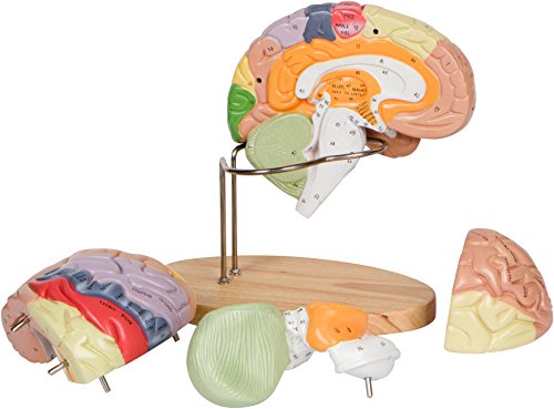 Human Brain Model (Numbered) with Carrying Case - 2X Life-Size Anatomy Model by Geekidoc