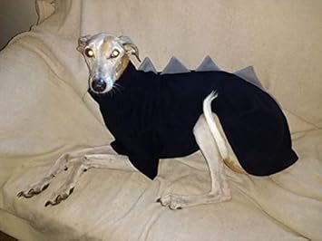 italian greyhound in jumper