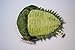Paleozoic Pals Trilobite Plush (Greenops boothi)