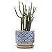 T4U 3 Inch Ceramic Succulent Planter Pots with Bamboo Tray, Japanese Style Porcelain Handicraft as Gift for Mom Sister Aunt Best for Home Office Restaurant Table Desk Window Sill Decoration