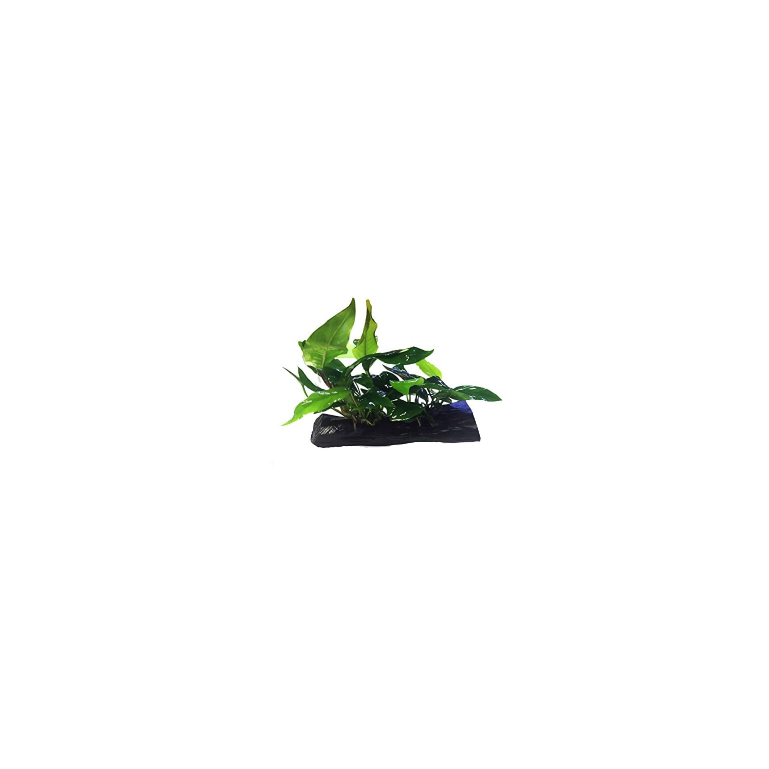 Anubias Nana + Minima Live Aquarium Plants on Driftwood for Freshwater