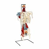 Skeletal Torso With Muscle