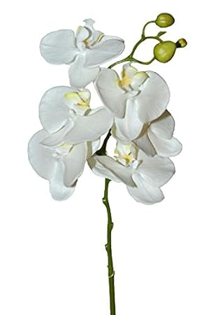 Orchidee Große Weiße Blüten