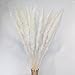 DongArts Natural Dried Pampas Grass, Phragmites Communis,Wedding Flower Bunch, 23” Tall for Home Decor (White)