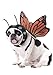California Costumes Pet Butterfly Dog Costume